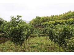 湿地松,马尾松,枫香,木荷杜英,香樟,杉木,造林小苗